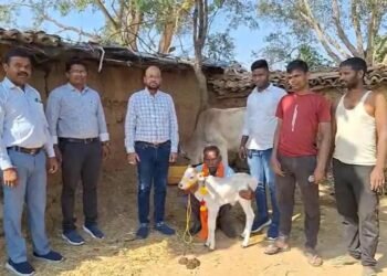 जशपुर में पहली बार जन्मी पुंगनूर नस्ल की मादा बछिया, पीएम मोदी के पास भी है इसी नस्ल की गायें