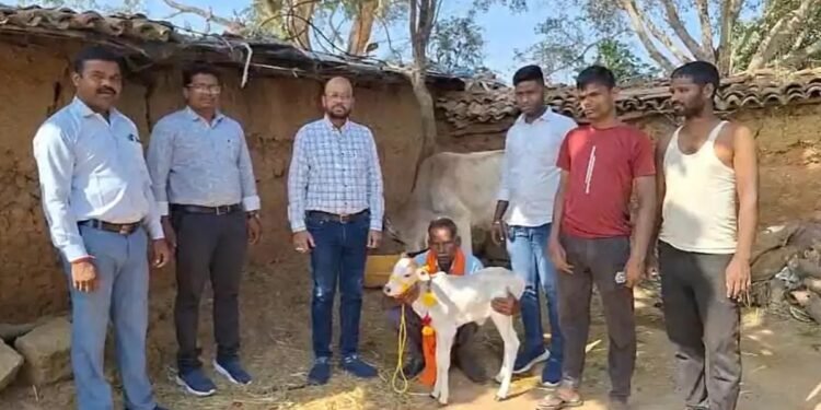 जशपुर में पहली बार जन्मी पुंगनूर नस्ल की मादा बछिया, पीएम मोदी के पास भी है इसी नस्ल की गायें