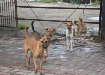 CG NEWS: स्कूलों में घूमते कुत्तों की निगरानी अब गुरुजी करेंगे, शिक्षक संघ में खलबली