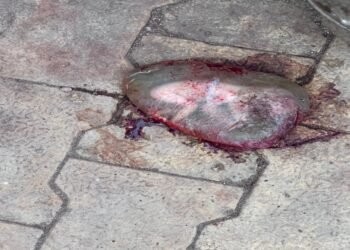 बड़ी खबर: मेकाहारा अस्पताल में मिला नवजात का शव, पॉलिथीन में लिपटा मिला मासूम, जांच में जुटी पुलिस