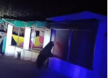 CG NEWS: सियादेवी मंदिर में भालू का उत्पात, दुकानों और ठेले में मचाई तोड़फोड़, देखें वीडियो