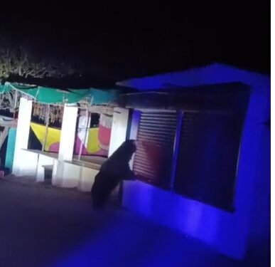 CG NEWS: सियादेवी मंदिर में भालू का उत्पात, दुकानों और ठेले में मचाई तोड़फोड़, देखें वीडियो