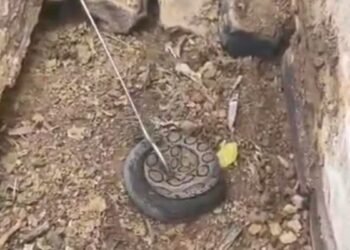 अंडे नहीं, सीधा बच्चे देता है ये सांप, छत्तीसगढ़ में मिला खतरनाक रसेल वाइपर