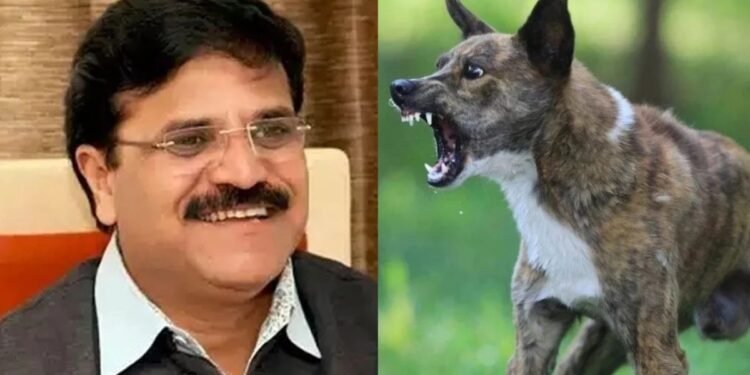 CG NEWS: आवारा कुत्तों का आतंक; पूर्व महापौर प्रमोद दुबे के बेटे पर हमला, सड़क में दौड़ा-दौड़ाकर काटा