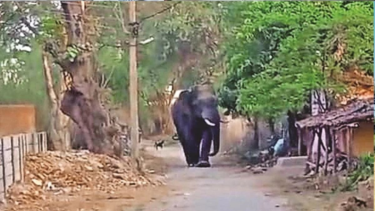 CG NEWS: रात में सोते समय हाथी का हमला, घर में घुसकर ग्रामीण को कुचला, मौत