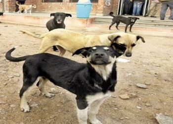CG NEWS: आवारा कुत्तों की निगरानी अब प्रोफेसरों की जिम्मेदारी, हेल्पलाइन और फर्स्ट एड अनिवार्य