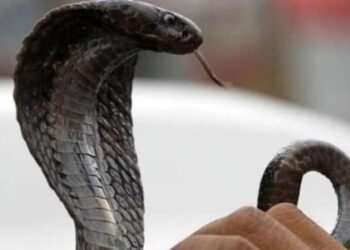 दोस्तों से मंगवाया जहरीला सांप, घर लाकर पत्नी को डसवाया, मौत के 3 साल बाद खुला राज