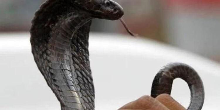 दोस्तों से मंगवाया जहरीला सांप, घर लाकर पत्नी को डसवाया, मौत के 3 साल बाद खुला राज