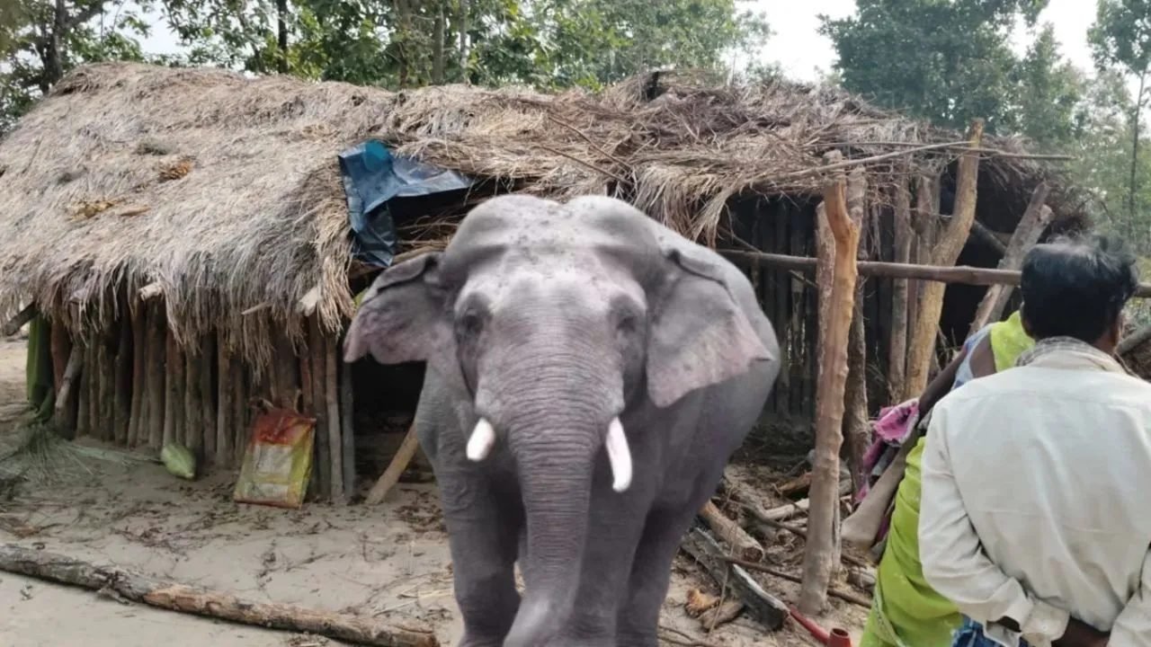 सूरजपुर में भटके हाथी का हमला: 40 दिन के नवजात की मौत