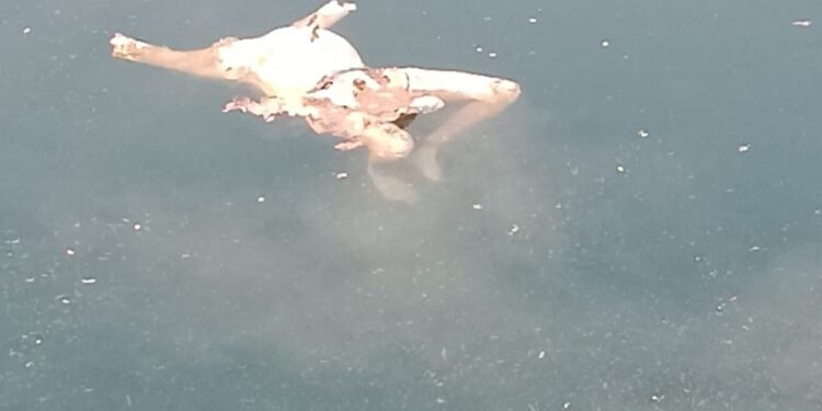 CG NEWS: ब्लू वाटर खदान में सिर कटी लाश मिलने से हड़कंप, देखें वीडियो