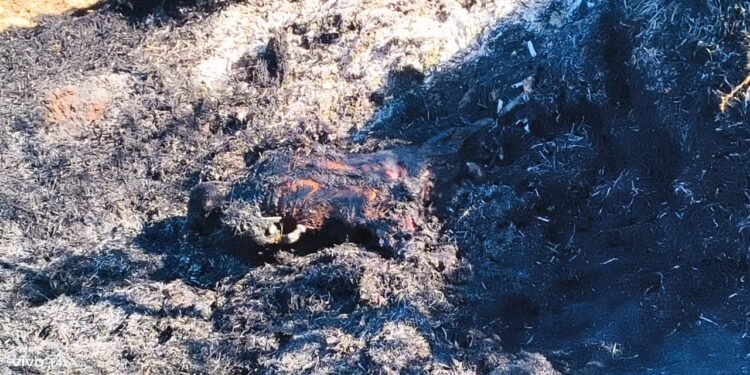 CG NEWS: खेत में लगी आग में जला वृद्ध, आग कैसे लगी बना रहस्य