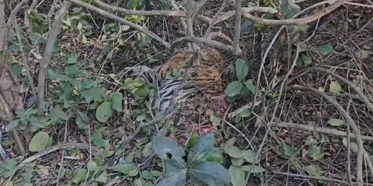 VIDEO- टाइगर रिजर्व में फिर दो बाघ शावकों की मौत, टी-60 के बच्चों के क्षत-विक्षत शव मिले