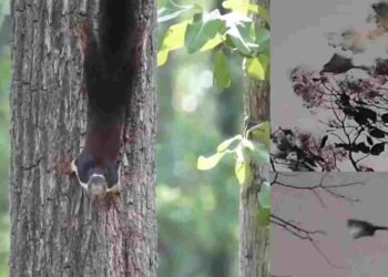Flying Squirrel Chhattisgarh: छत्तीसगढ़ में दिखी उड़ने वाली ‘इंद्रधनुषी गिलहरी’!” देखें वीडियो