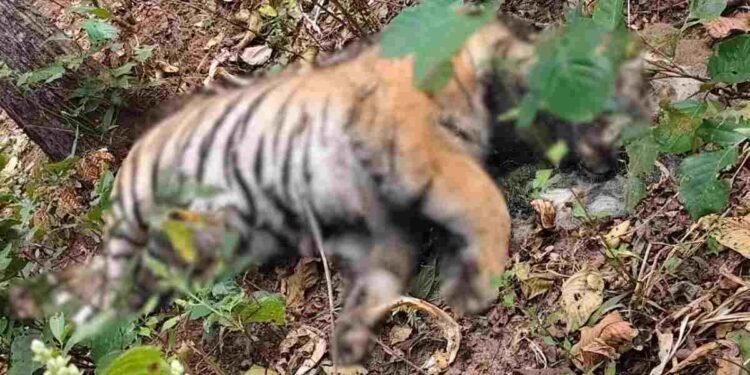 अचानकमार टाइगर रिजर्व में बाघ की मौत: टेरिटरी की जंग ने ली जान? दो घायल बाघ अब भी लापता