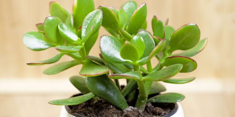 कई गुना बढ़ जाएगी घर की खूबसूरती सेहत को भी फायदा…