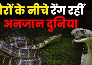 पैरों के नीचे छिपी दुनिया! Mizoram में मिली सांप की नई प्रजाति