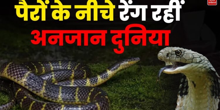 पैरों के नीचे छिपी दुनिया! Mizoram में मिली सांप की नई प्रजाति