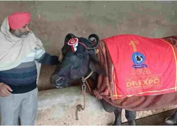 ‘सुंदरा’ का जलवा: एक दिन में दिया 30 लीटर के करीब दूध, जीत ली बुलेट!