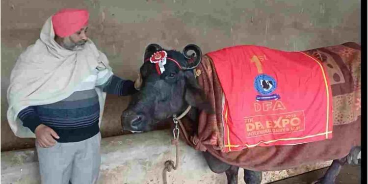 ‘सुंदरा’ का जलवा: एक दिन में दिया 30 लीटर के करीब दूध, जीत ली बुलेट!