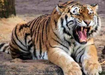 CG NEWS- दो शावकों संग घूम रही बाघिन, गाय का किया शिकार