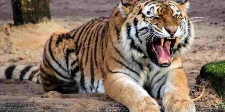 CG NEWS- दो शावकों संग घूम रही बाघिन, गाय का किया शिकार