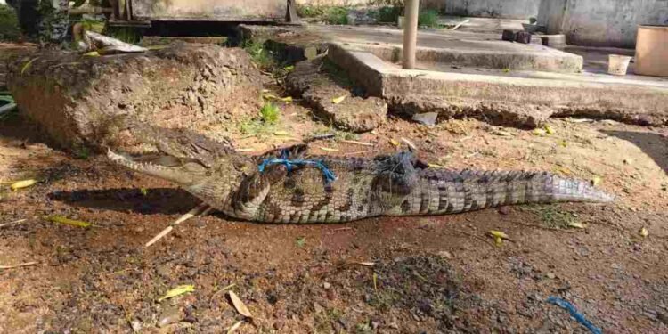 CG NEWS: मछली की जगह जाल में फंसी मौत, ग्रामीणों में मचा हड़कंप