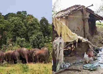 जशपुर में हाथियों का आतंक: गांव में घुसकर मकान तोड़ा, फसलें रौंदी