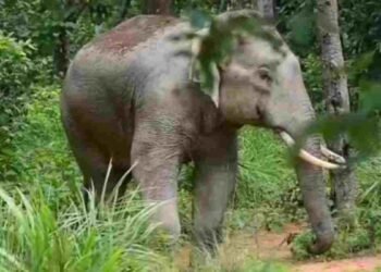 CG NEWS: हाथी के हमले से मंडी प्रभारी की मौत, पत्नी समेत कई लोग बाल-बाल बचे