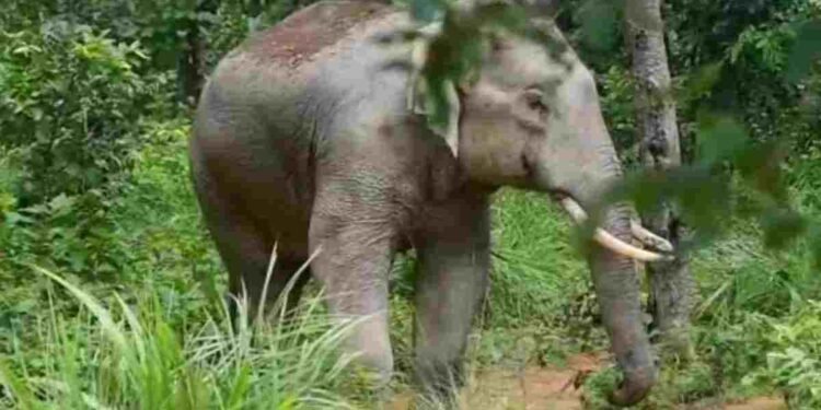 CG NEWS: हाथी के हमले से मंडी प्रभारी की मौत, पत्नी समेत कई लोग बाल-बाल बचे