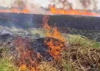 CG NEWS: भीषण आग ने उजाड़ी किसानों की मेहनत, 15 एकड़ गेहूं की फसल जलकर खाक, VIDEO