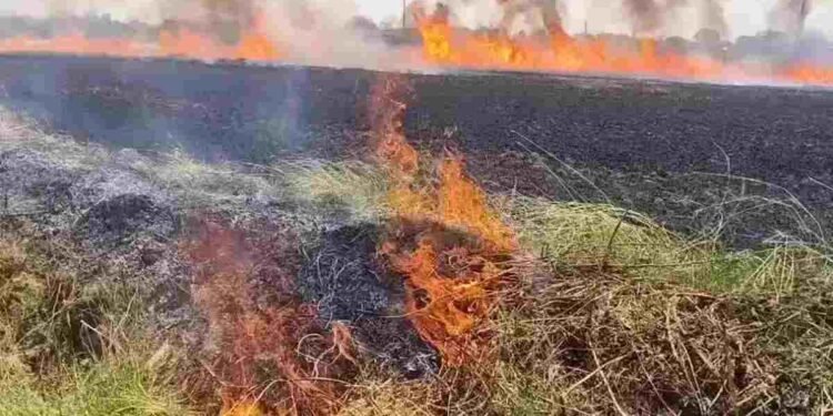 CG NEWS: भीषण आग ने उजाड़ी किसानों की मेहनत, 15 एकड़ गेहूं की फसल जलकर खाक, VIDEO