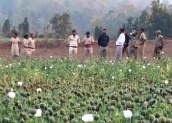 बलरामपुर में 2 एकड़ में अफीम की खेती का खुलासा, 7 लोग हिरासत में