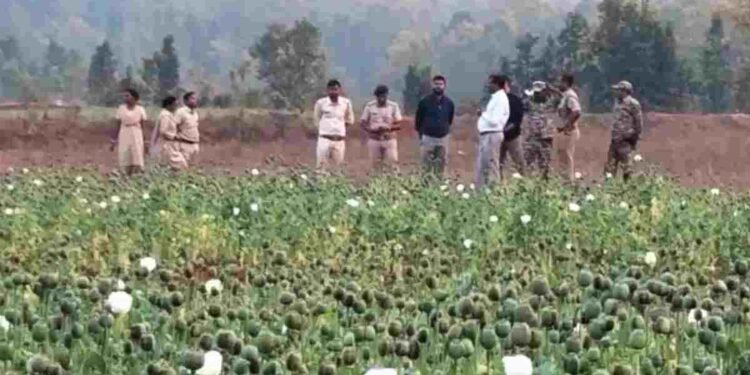 बलरामपुर में 2 एकड़ में अफीम की खेती का खुलासा, 7 लोग हिरासत में