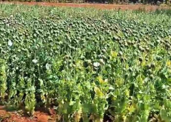 बलरामपुर के चंदाडांडी में अफीम की अवैध खेती का खुलासा: पुलिस अलर्ट, video