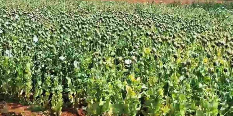 बलरामपुर के चंदाडांडी में अफीम की अवैध खेती का खुलासा: पुलिस अलर्ट, video