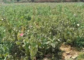 दुर्ग-बलरामपुर के बाद रायगढ़ में भी अफीम की खेती पकड़ाई, VIDEO