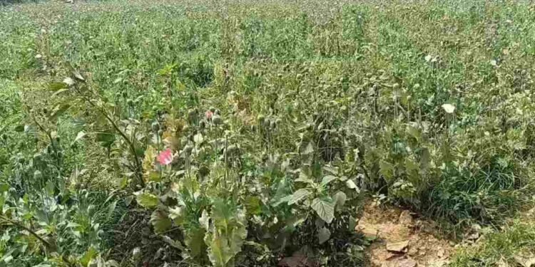 दुर्ग-बलरामपुर के बाद रायगढ़ में भी अफीम की खेती पकड़ाई, VIDEO