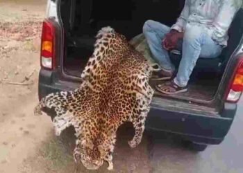 CG NEWS: वन विभाग की बड़ी कार्रवाई- तेंदुए की खाल तस्करों को रंगे हाथों पकड़ा