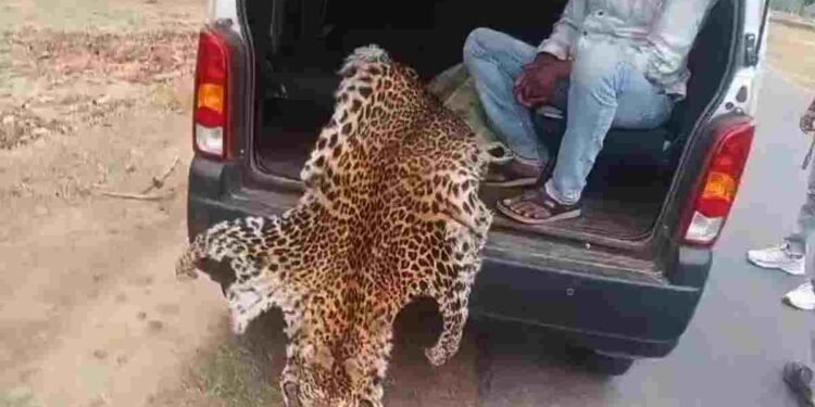 CG NEWS: वन विभाग की बड़ी कार्रवाई- तेंदुए की खाल तस्करों को रंगे हाथों पकड़ा