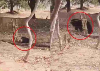 बालोद में कुएं में गिरा भालू, वन विभाग ने सुरक्षित निकाला, video