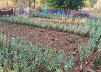 रायगढ़ में अवैध अफीम की खेती का खुलासा, तमनार के बाद लैलुंगा मे लहलहा रही फसल