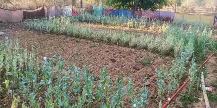 रायगढ़ में अवैध अफीम की खेती का खुलासा, तमनार के बाद लैलुंगा मे लहलहा रही फसल