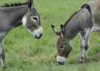क्या आपके पास गधे है…. अगर हां तो ये खबर आपके फायदे की
