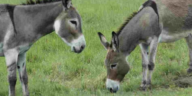 क्या आपके पास गधे है…. अगर हां तो ये खबर आपके फायदे की