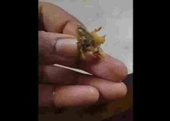 ‘खाने में छिपकली है’,कंप्लेंट हुई तो खा गया कैंटीन स्टाफ, कहा- अरे, शिमला मिर्च है