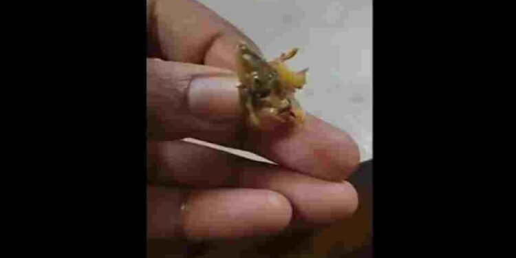 ‘खाने में छिपकली है’,कंप्लेंट हुई तो खा गया कैंटीन स्टाफ, कहा- अरे, शिमला मिर्च है