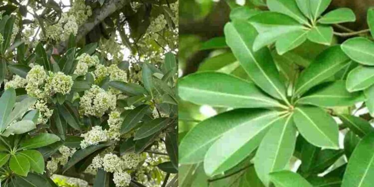 छत्तीसगढ़ में छातिम पेड़ पर रोक, मंत्री ओपी चौधरी ने किया ऐलान