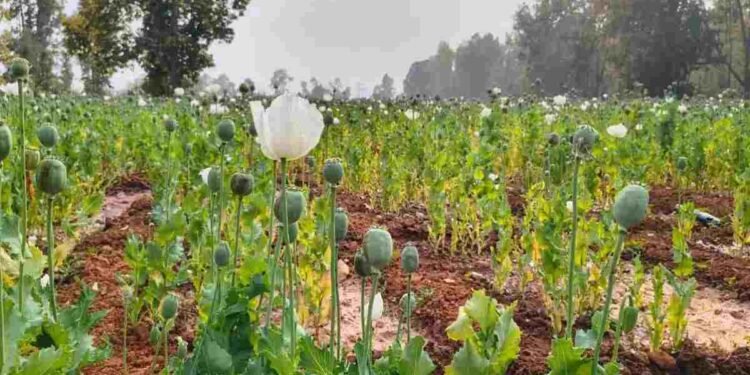 दुर्ग के बाद अब बलरामपुर में अफीम की खेती का खुलासा, 2 एकड़ में लहलहा रही नशे की फसल