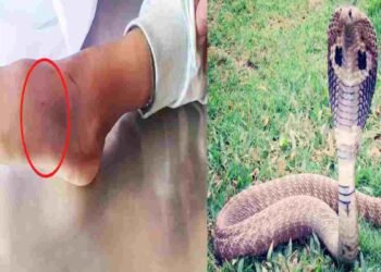 CG NEWS: सर्पदंश से पार्षद के 3 साल के बेटे की मौत, घर में खेलते समय डसा