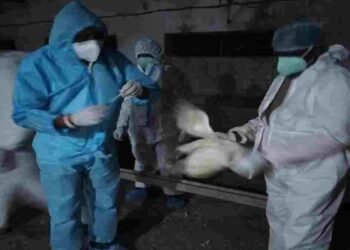 बिलासपुर में बर्ड फ्लू का कहर: 22 हजार पक्षी नष्ट, 10 किमी क्षेत्र में हाई अलर्ट